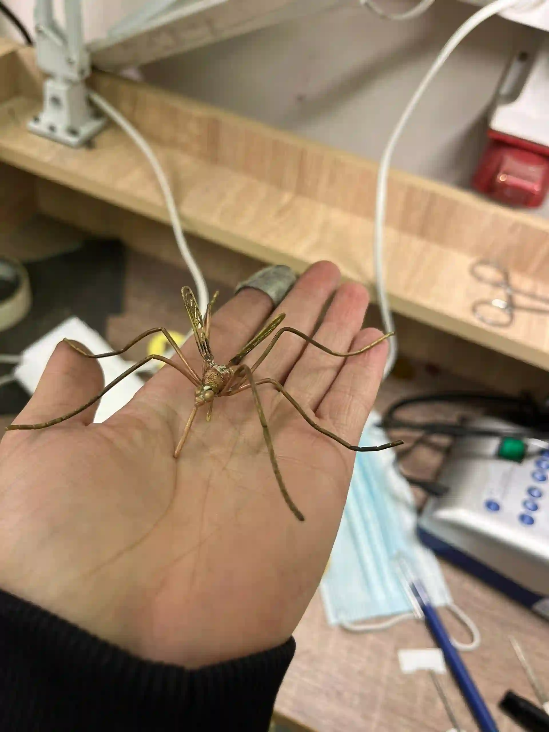 Ювелирное изделие &laquo;Комар&raquo; в рамках проекта &laquo;Светлые люди&raquo;